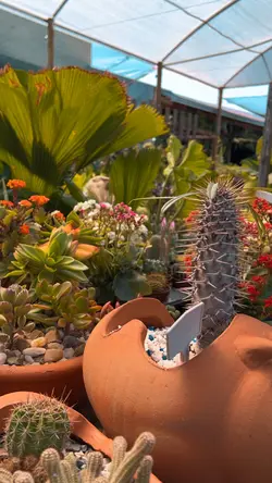 Plantas