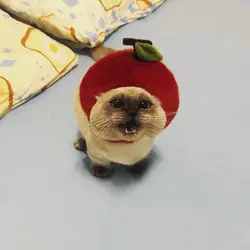 catkittycatcat