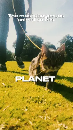 Dangerous Animal 🐈‍⬛