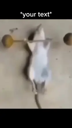 Rat working out