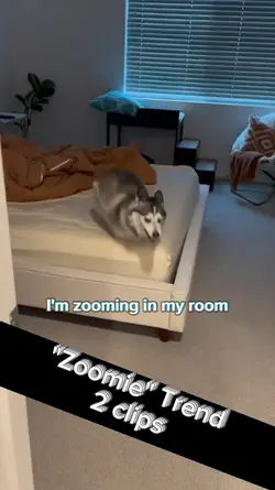 Zoomies