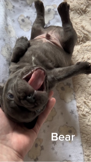 Cachorro