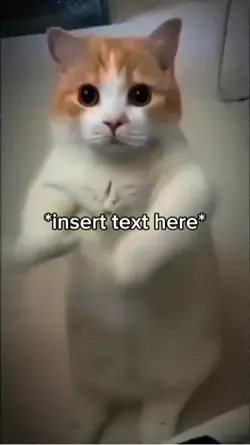 Meme Cat