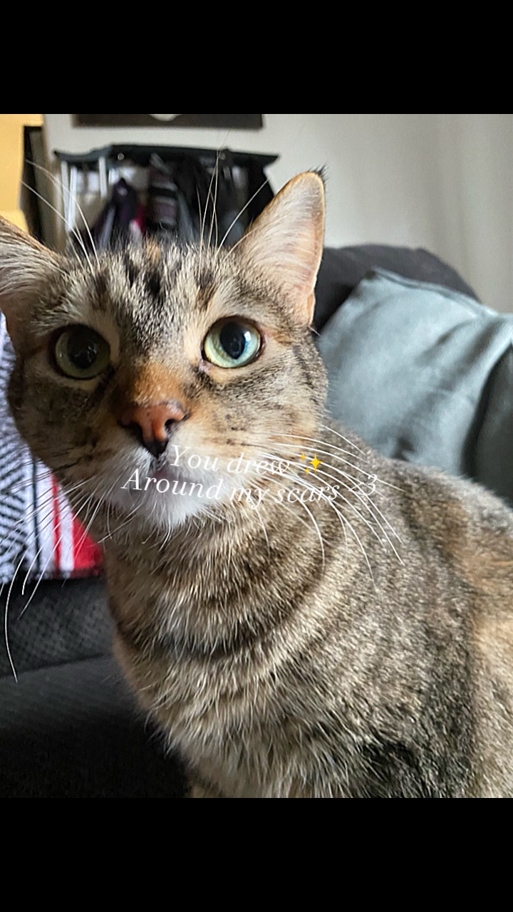 My cats