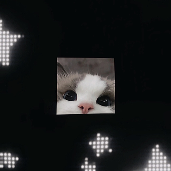 Cute cat edit
