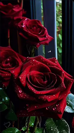 amor 