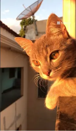 Meu amor