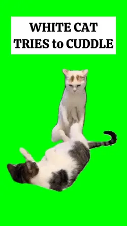 CAT TRIES TO CUDDLE