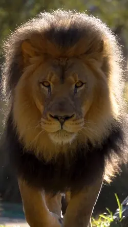 King style