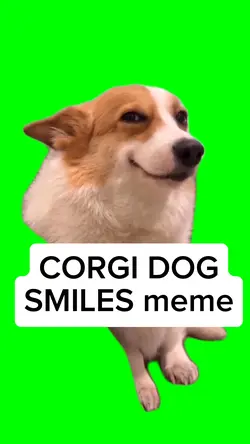 CORGI DOG SMILES 