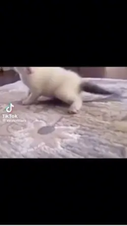 cat dancing velocity