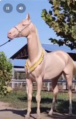 akelteke horse 