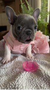 Frenchie Princess 