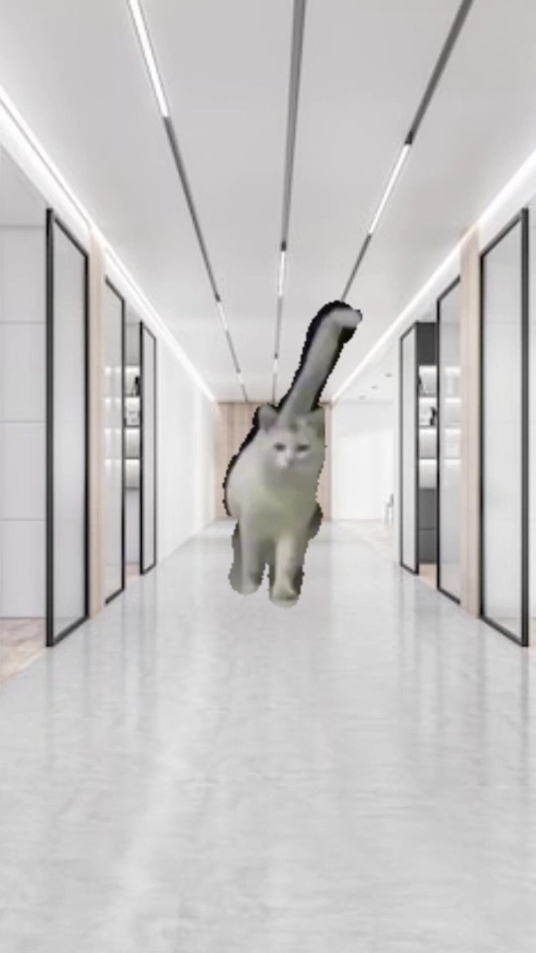 Cat walking