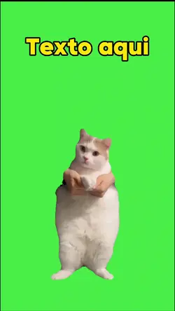 gato dançando 