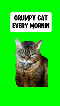 GRUMPY CAT