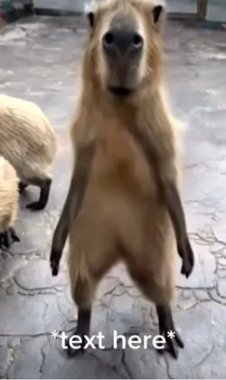 Dancing capybar