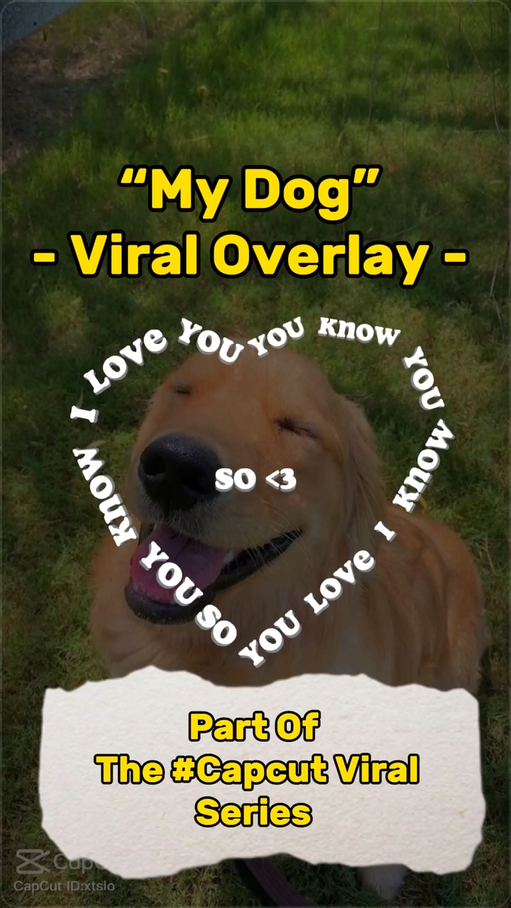 “My Dog” Viral 💔✨
