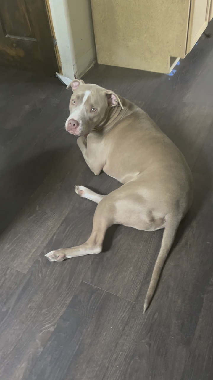 Mi chico perro azul