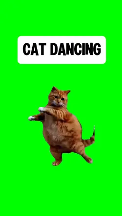 CAT DANCING