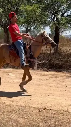 cavalo bom de boi