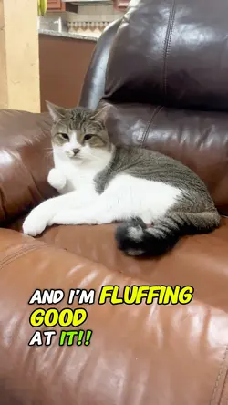 Cat’s job 😻😝