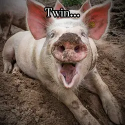 Piggy Twin