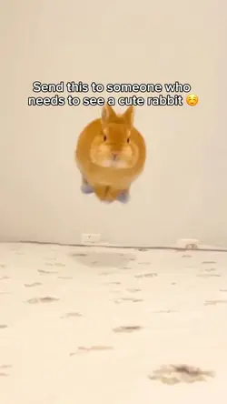 Cute rabbit