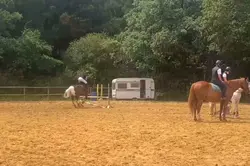 Horse slommo