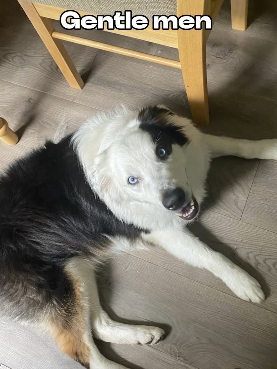 Gefährliche Hunde