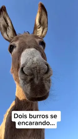 Dois burros 