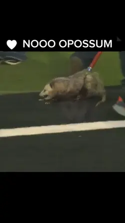 Nooo opossum 
