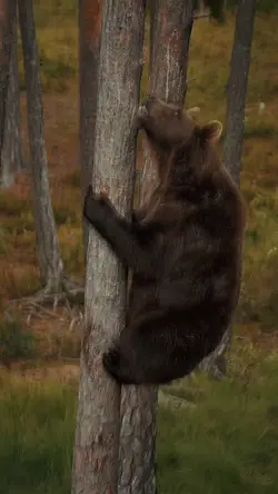Bear template