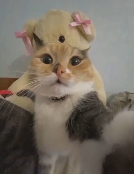 kedi rizz