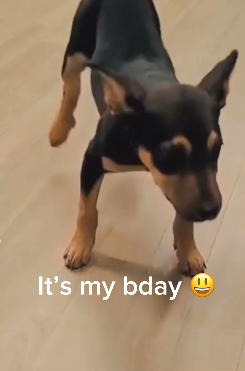 Happy guy dog meme