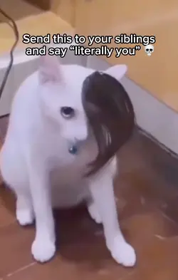 Emo cat