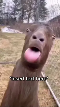 Goat Licking Meme