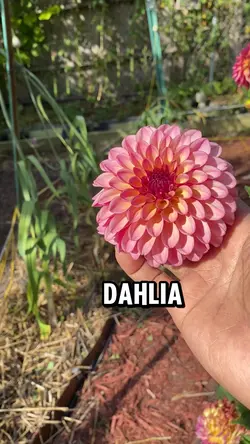 September Blooms