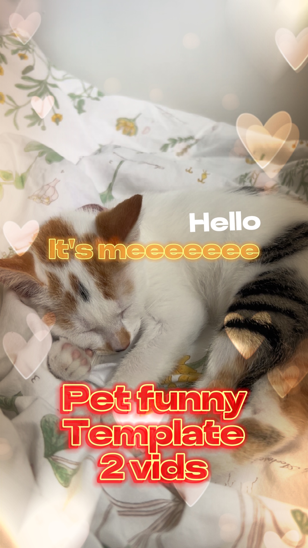 Bonjour, c'est meeeeee ~