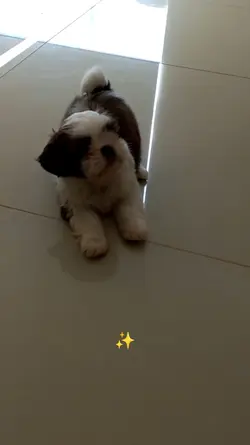 minha saudade