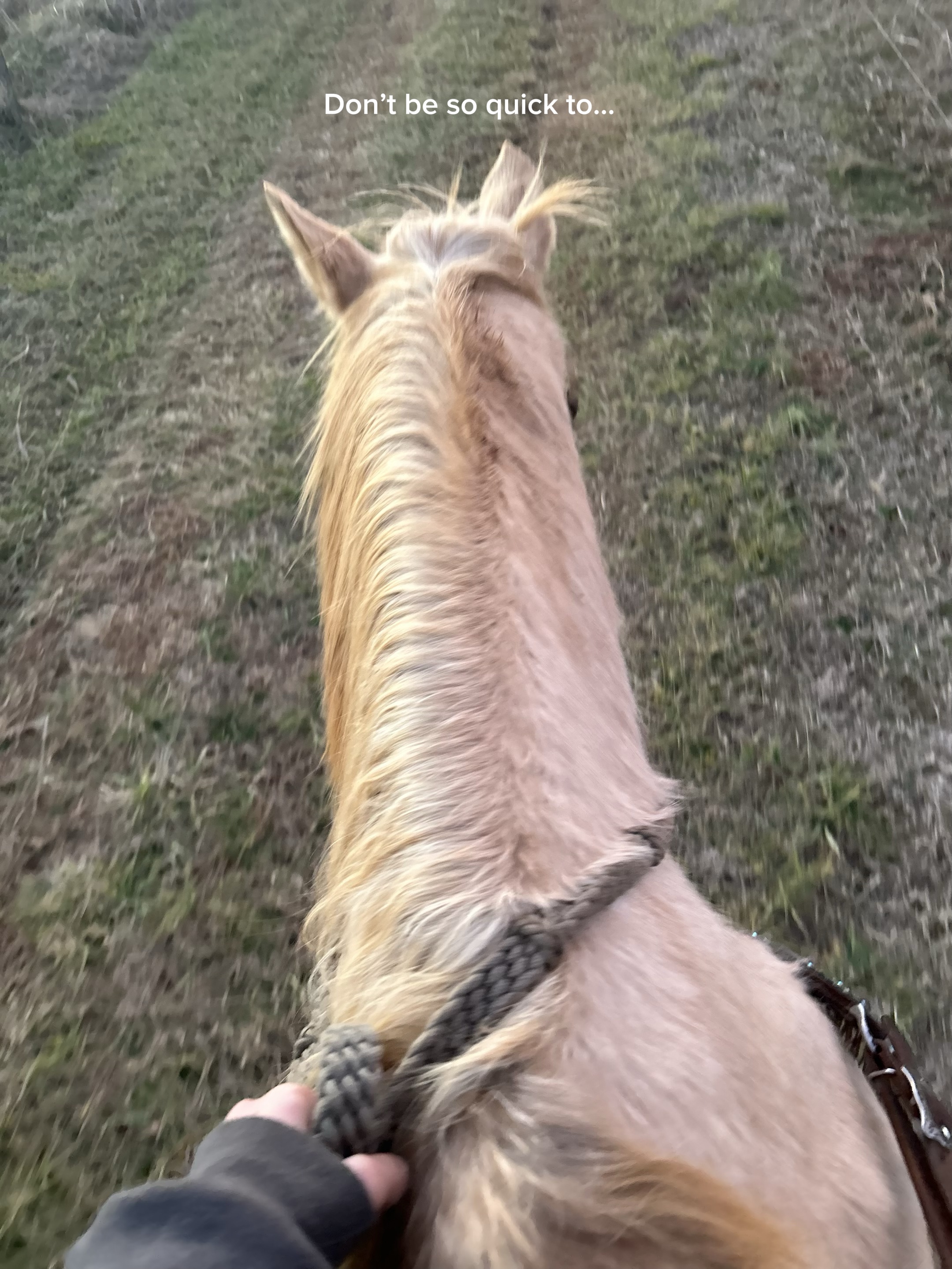 Horses come n g