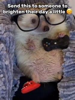 Cute Hedgehog Meme