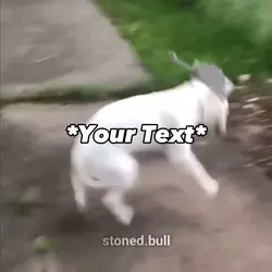 Crazy dog meme😝