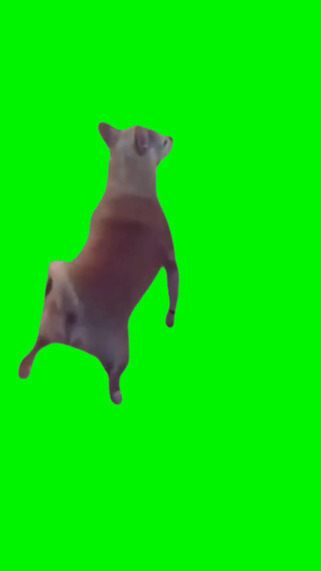 Cachorro rebolando