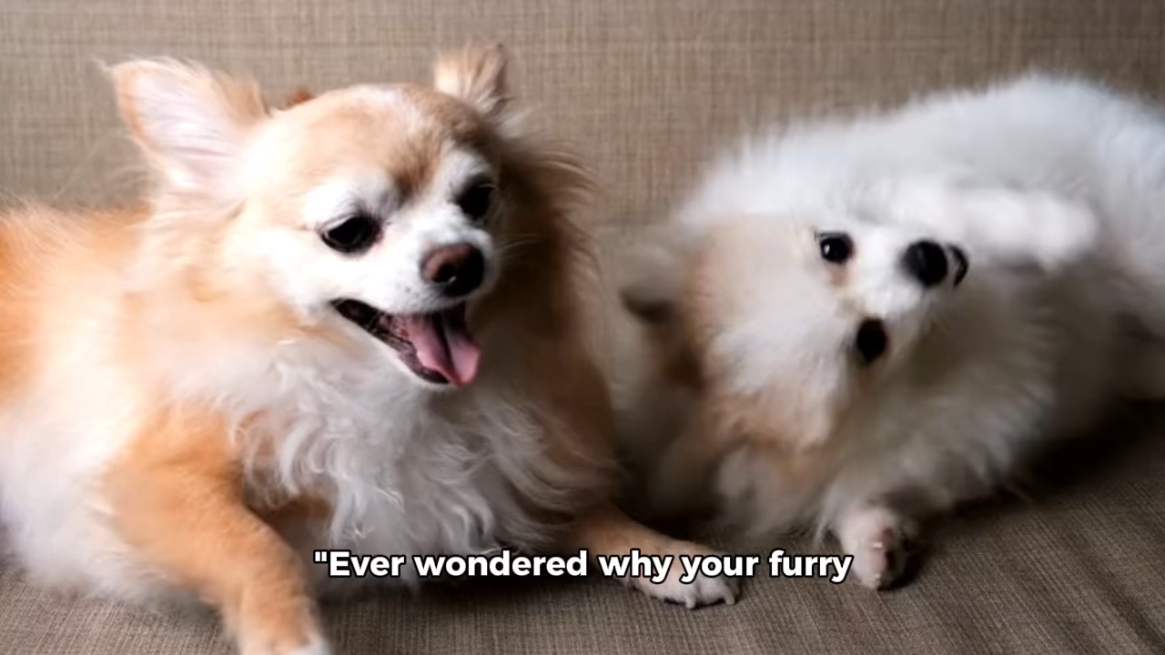 Pets