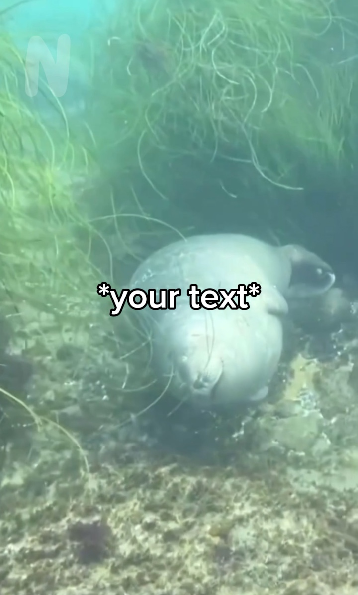 Happy sea animal