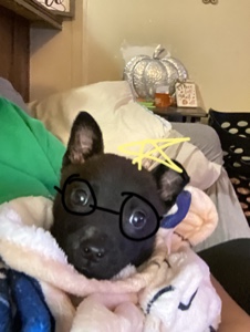 Mon chien🧚‍♀️✨💐💕