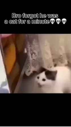 Cat barking🐈🐈🐈‍⬛