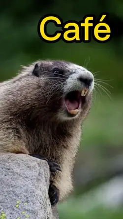 Marmota Café