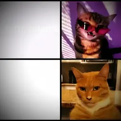 sigma cat